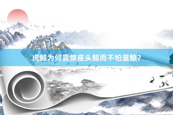 虎鲸为何震惊座头鲸而不怕蓝鲸？